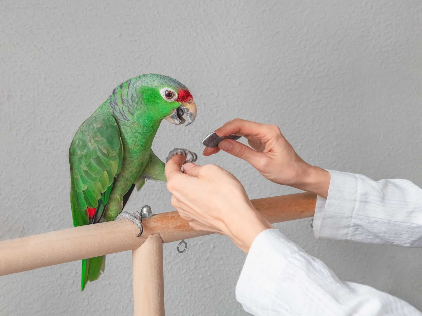 Especialista em Aves - Lider Vet