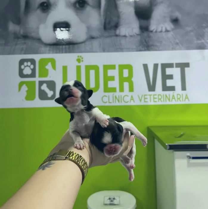 Foto da Lider Vet