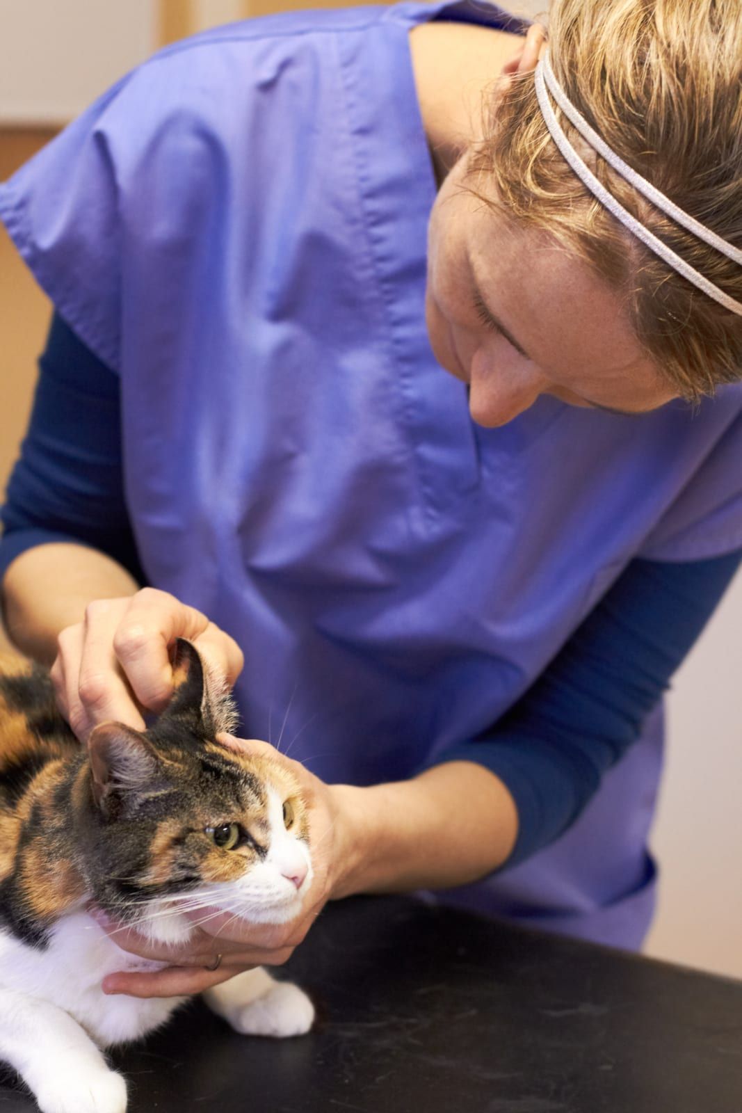 Neurologia Veterinária - Lider Vet