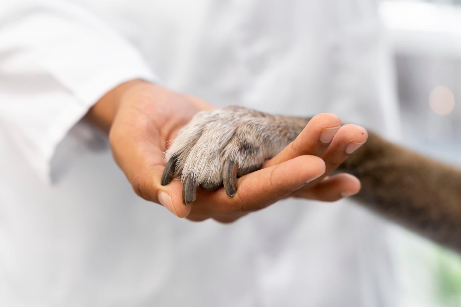 Oncologia Veterinária - Lider Vet
