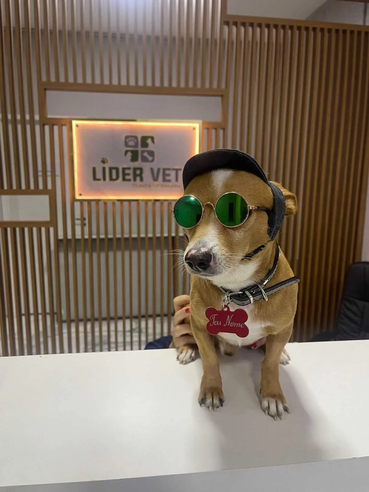 Lider Vet - hero